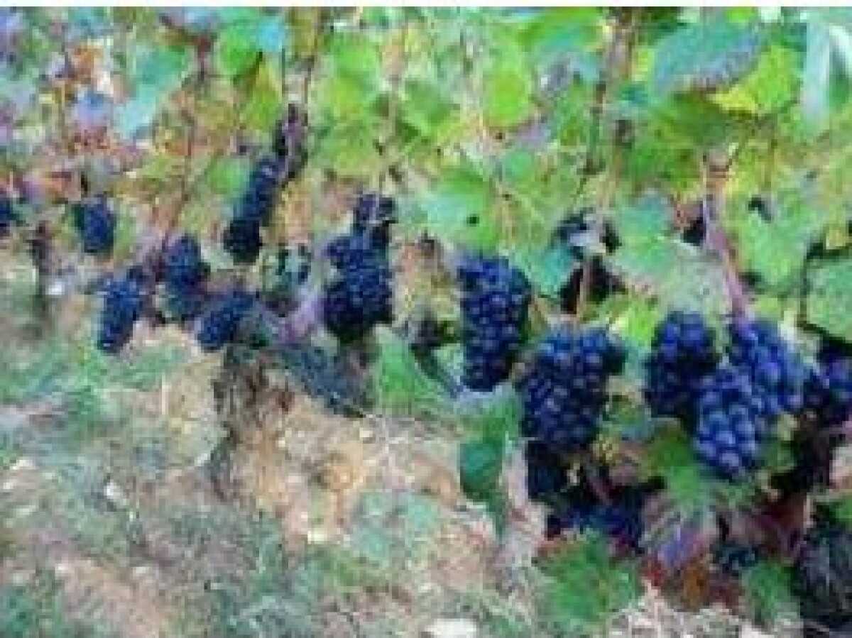 285-Red_grapes.JPG