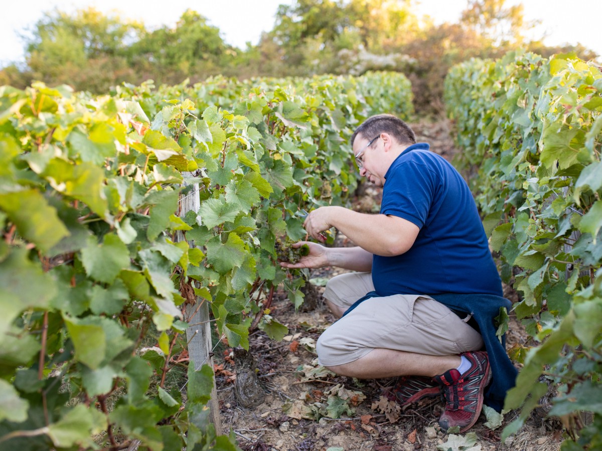 288-PAQUOT_vendanges_2019_(67).jpg