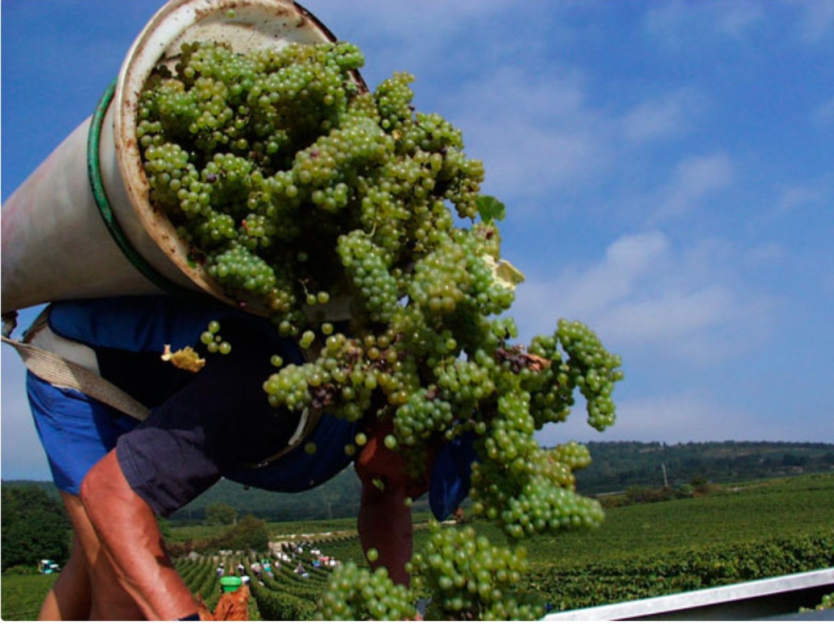 317-Vendanges2.PNG