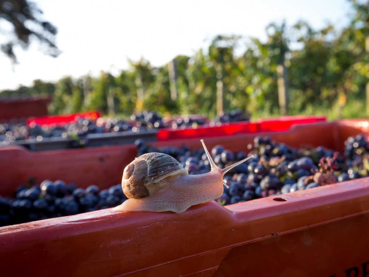 321-vendanges-albert-bichot-2_1473685602.jpg