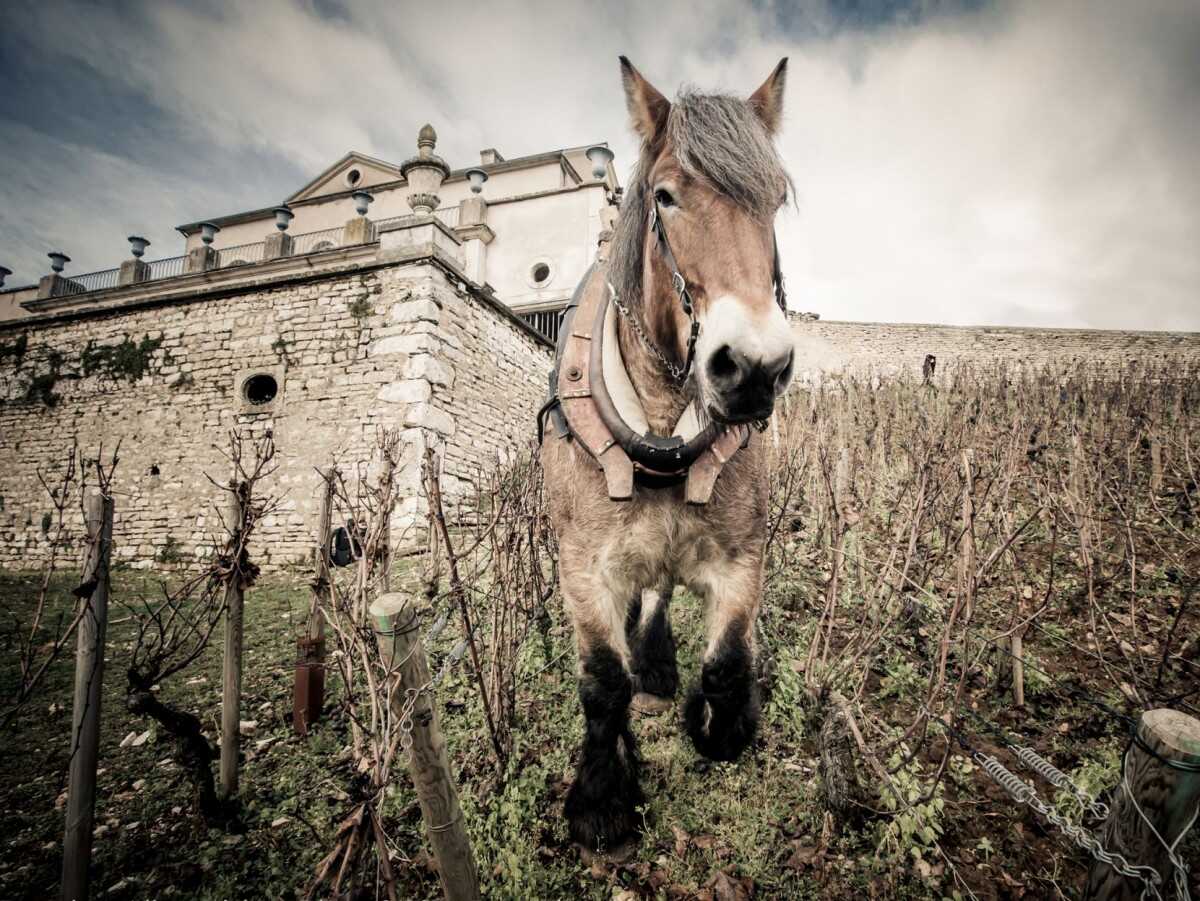 323-labours-a-cheval-albert-bichot.jpg