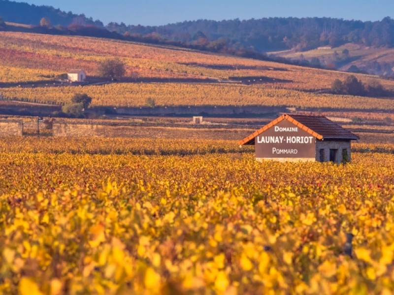 6-Cabotte+Launay+Horiot+vineyard+photo.jpg